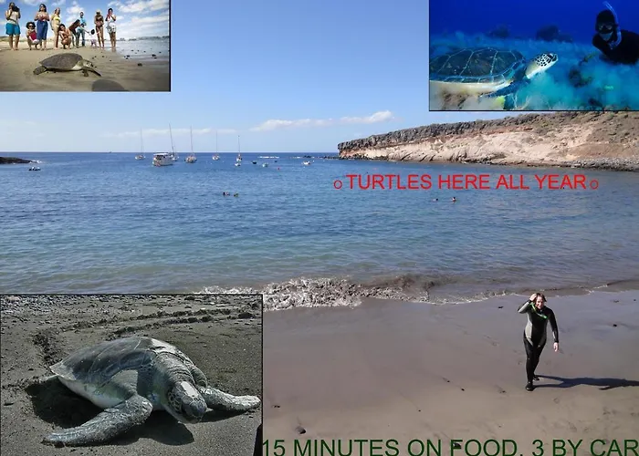 Appartement Sun Playa Paraiso (Tenerife)